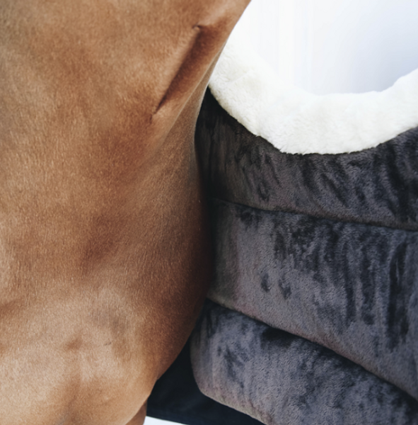 Kentucky Horse Bib Winter